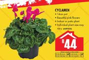 Cyclamen 