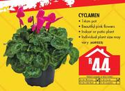 Cyclamen 14cm Pot-Ea