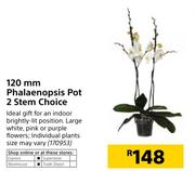 120mm Phalaenopsis Pot 2 Stem Choice