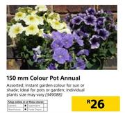150mm Colour Pot Annual