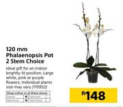 120mm Phalaenopsis Pot 2 Stem Choice