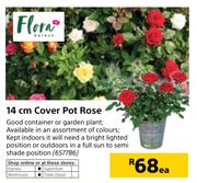 Flora 14cm Cover Pot Rose-Each