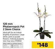 120mm Phalaenopsis Pot 2 Stem Choice
