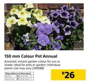 150mm Colour Pot Annual