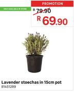 Lavender Stoechas In 15cm Pot 81451289
