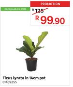 Ficus Lyrata In 14cm Pot 81469255