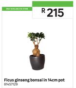 Ficus Ginseng Bonsai In 14cm Pot 81457129