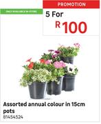 Assorted Annual Colour In 15cm Pots 81454524-For 5
