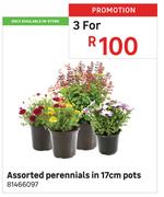 Assorted Perennials In 17cm Pots 81466097-For 3
