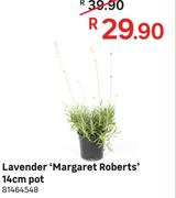 Lavender 'Margaret Roberts' 14cm Pot-Each