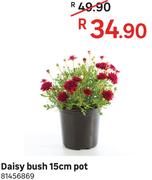 Daisy Bush 15cm Pot