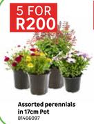 Assorted Perennials In 17cm Pot 81466097-For 5