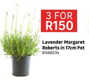 Lavender Margaret Roberts In 17cm Pot 81468234-For 3