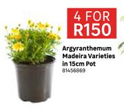 Argyranthemum Madeira Varieties In 15cm Pot 81456869-For 4
