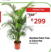 Bamboo Palm Tree In 23cm Pot 81453543