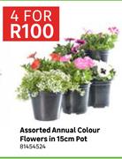 Assorted Annual Colour Flowers In 15cm Pot 81454524-For 4