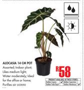 Alocasia 14cm Pot