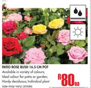 Patio Rose Bush 16.5cm Pot-Each