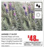 Lavender 17cm Pot-Each