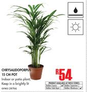 Chrysalidoporpus 15cm Pot