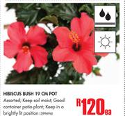 Hibiscus Standard 25cm Pot