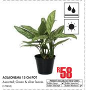 Aglaonema 15cm Pot