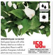 Spathiphyllum 14cm Pot-Each