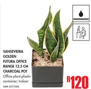 Sansevieria Golden Futura Office Range 12.5cm Charcoal Pot