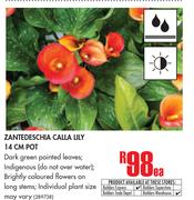 Zantedeschia Calla Lily 14cm Pot-Each