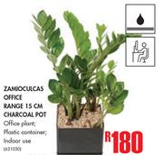 Zamioculcas Office Range 15cm Beige Pot