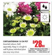 Chrysanthemum 14cm Pot-Each