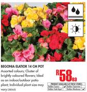 Begonia Elatior 14cm Pot-Each