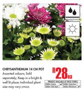 Chrysanthemum 14cm Pot-Each