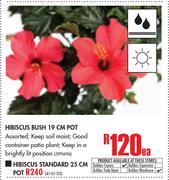 Hibiscus Standard 25cm Pot-Each