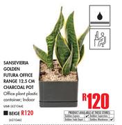 Sansevieria Golden Futura Office Range 12.5cm Beige Pot