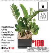 Zamioculcas Office Range 15cm Beige Pot