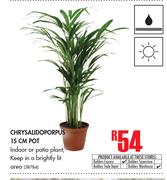 Chrysalidoporpus 15cm Pot
