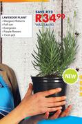 Lavender Plant
