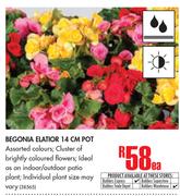 Begonia Elatior 14cm Pot-Each