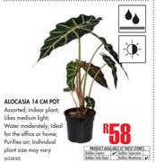 Alocasia 14cm Pot