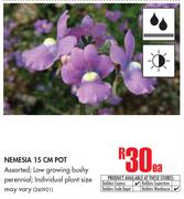 Nemesia 15cm Pot-Each