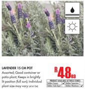 Lavender 15cm Pot-Each