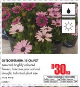 Osteospermum 15cm Pot-Each