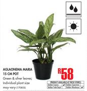 Aglaonema Maria 15cm Pot
