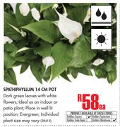 Spathiphyllum 14cm Pot-Each
