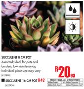 Succulent 8cm Pot-Each