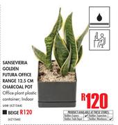 Sansevieria Golden Futura Office Range 12.5cm Biege Pot