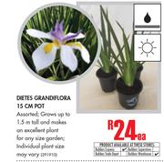 Dietes Grandifilora 15cm Pot-Each