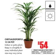 Chrysalidoporpus 15cm Pot