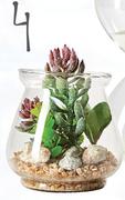 Succulent